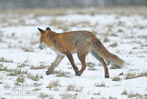 Fox (Vulpes vulpes)