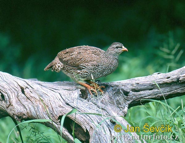 Francolin du Natal