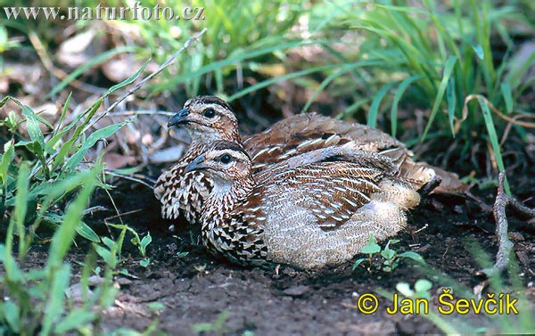 Francolin huppé