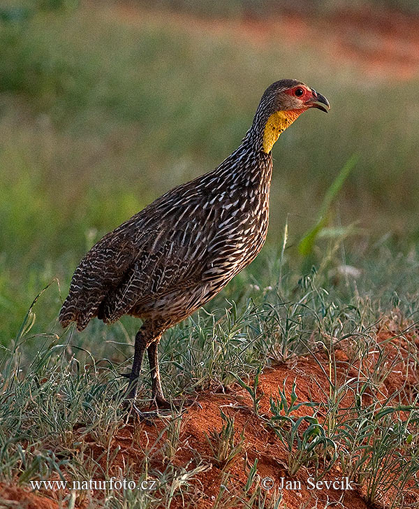 Francolinus leucoscepus