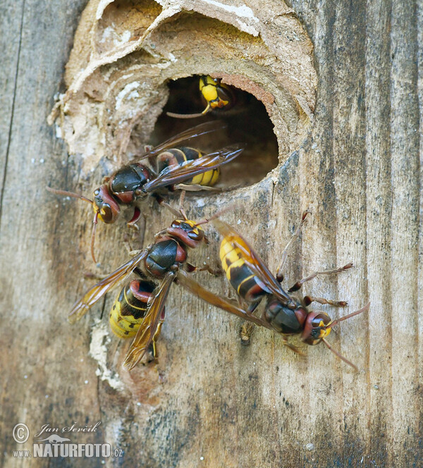 Frelon européen