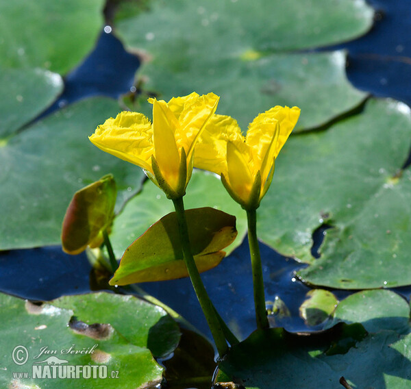 Fringed Water-lily, Yellow Floating-heart, Water Fringe (Nymphoides peltata)