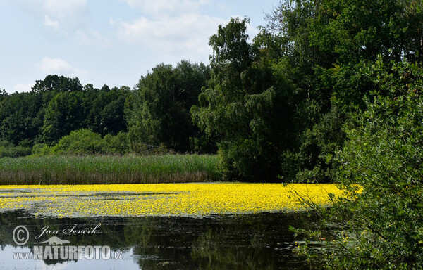 Fringed Water-lily, Yellow Floating-heart, Water Fringe (Nymphoides peltata)