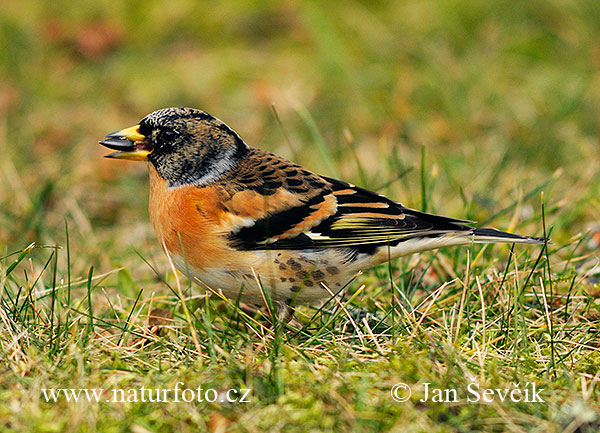 Fringilla montifringilla