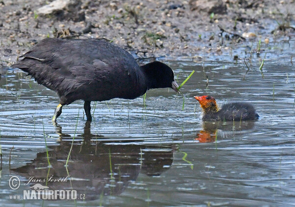 Fulica atra