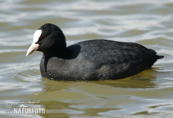 Fulica atra