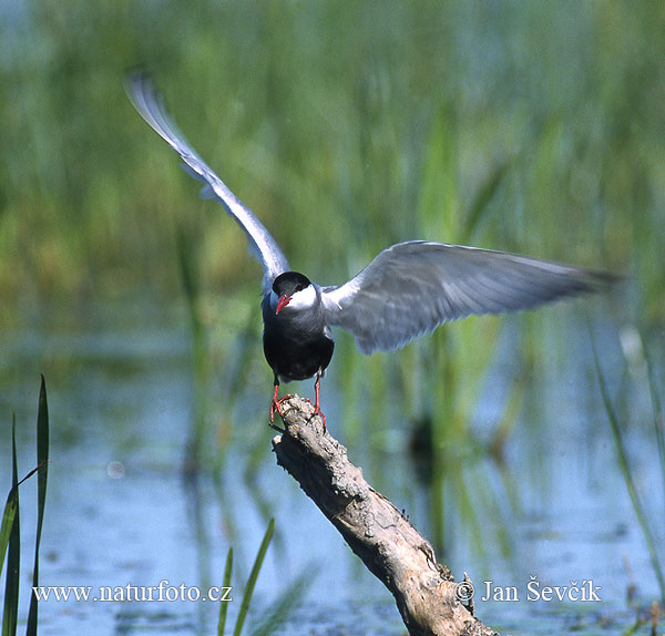 Fumarell carablanc