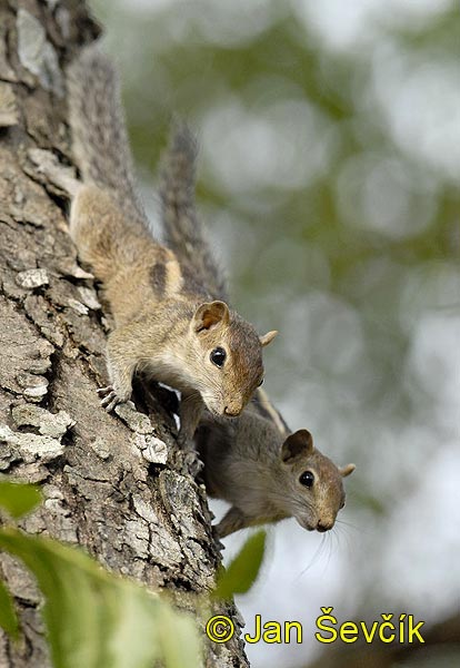 Funambulus palmarum