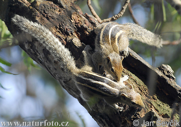 Funambulus palmarum