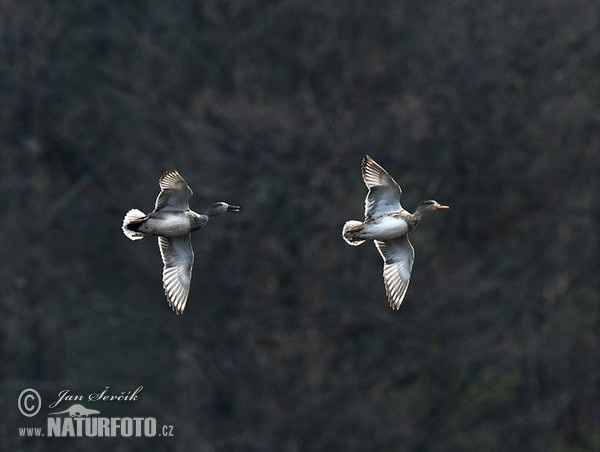 Gadwall (Anas strepera)