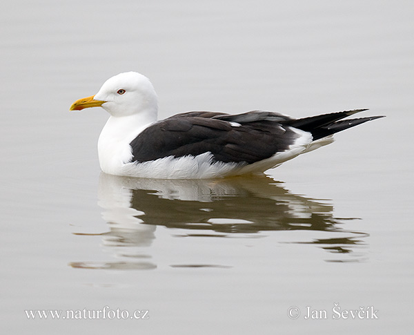 Gaivota-de-asa-escura