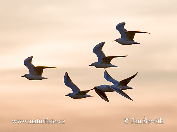 Gaivota-de-bico-fino