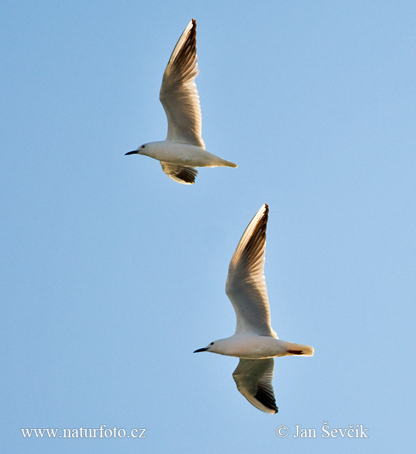 Gaivota-de-bico-fino