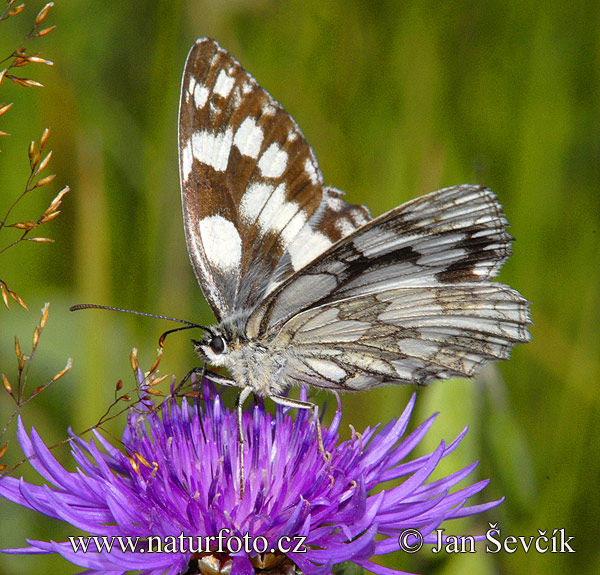 Galathea sommerfugl