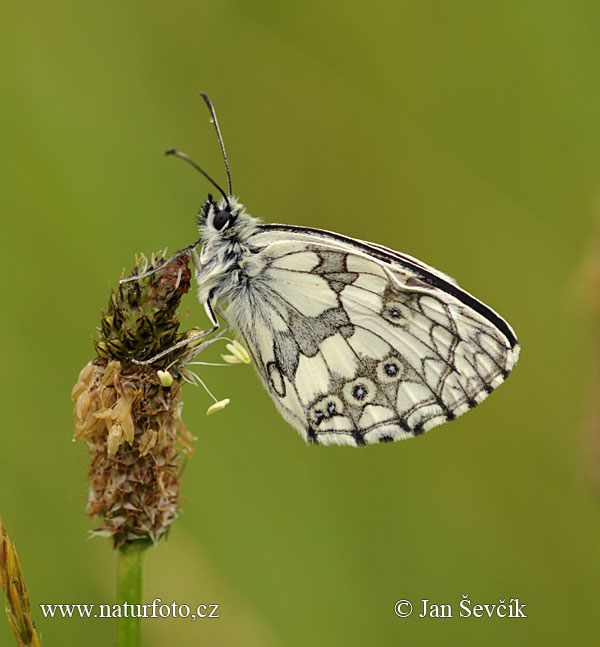 Galathea sommerfugl