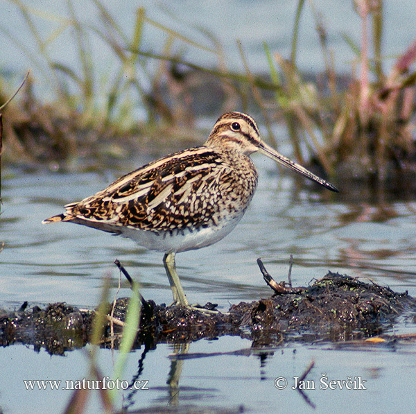 Gallinago gallinago