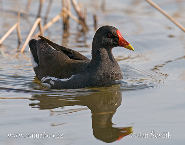 Gallinula chloropus