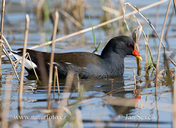 Gallinule poule-d'eau