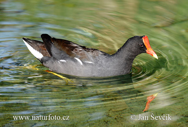 Gallinule poule-d'eau