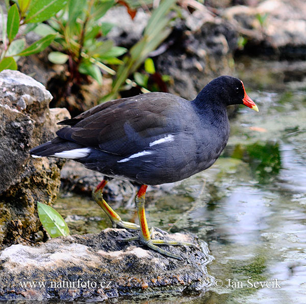 Gallinule poule-d'eau