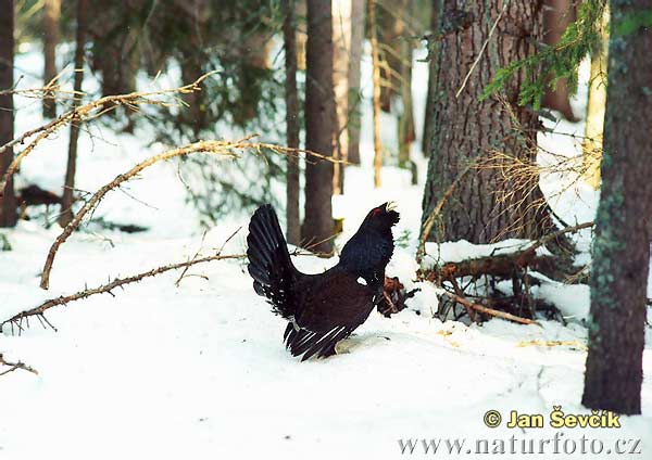 Gallo cedrone