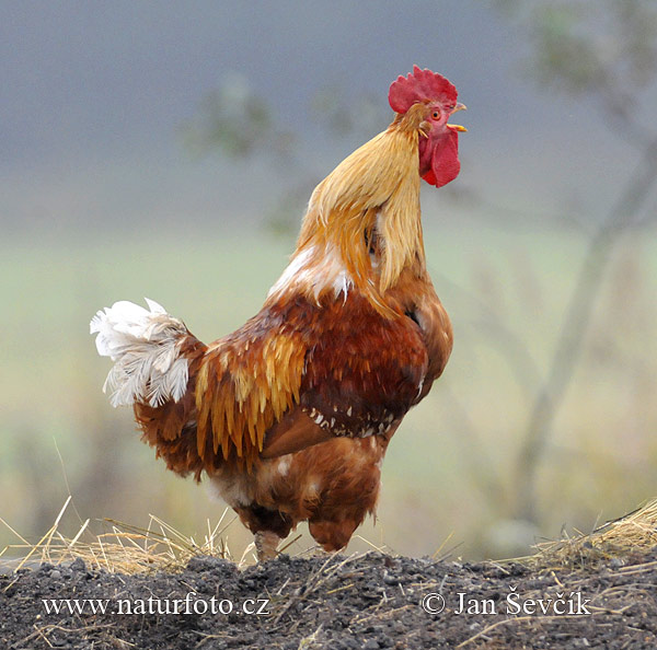 Gallus gallus domesticus