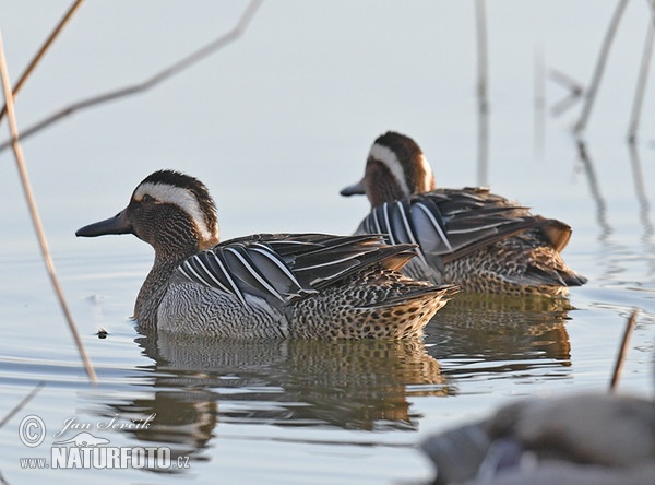 Garganey (Anas querquedula)