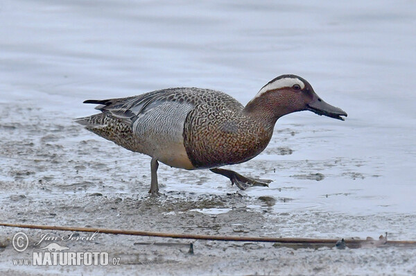 Garganey (Anas querquedula)