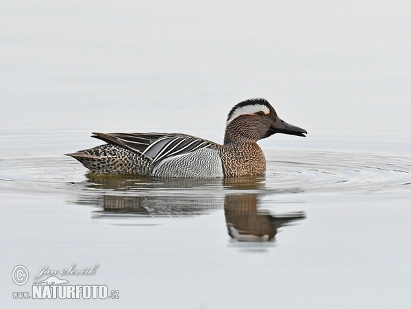 Garganey (Anas querquedula)