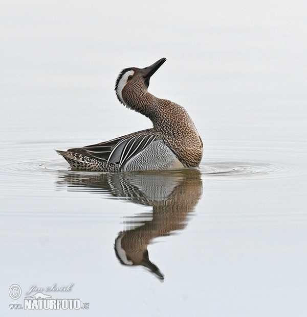 Garganey (Anas querquedula)