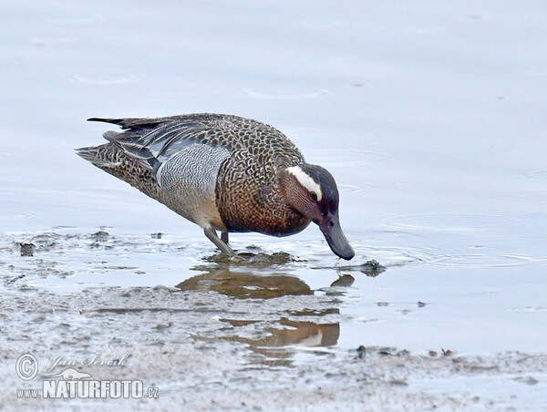 Garganey (Anas querquedula)