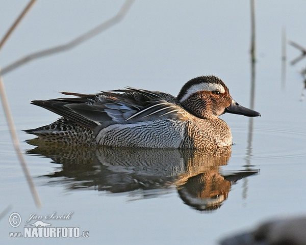 Garganey (Anas querquedula)
