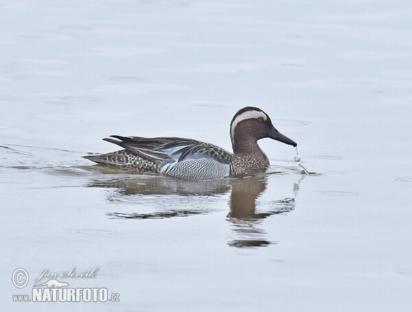 Garganey (Anas querquedula)