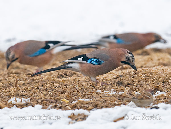 Garrulus glandarius