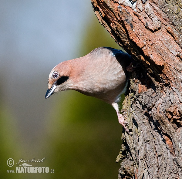 Garrulus glandarius