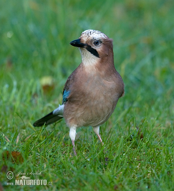 Garrulus glandarius