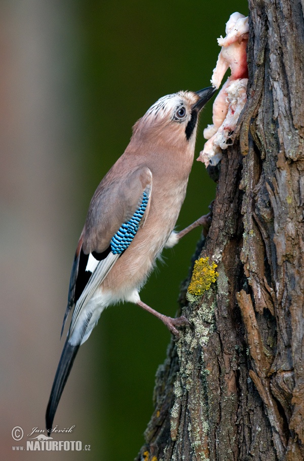 Garrulus glandarius