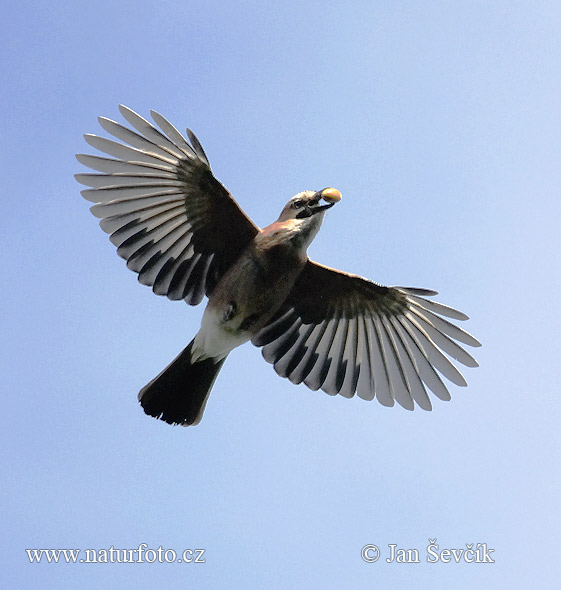 Garrulus glandarius