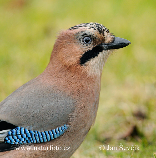 Garrulus glandarius