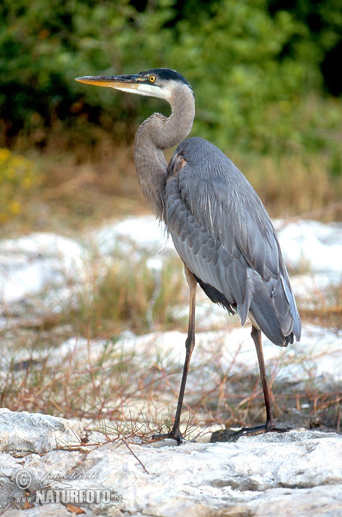 Garza azulada