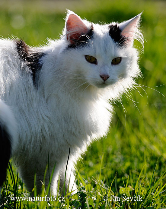 Gato doméstico