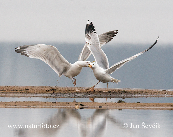 Gaviota del Caspio