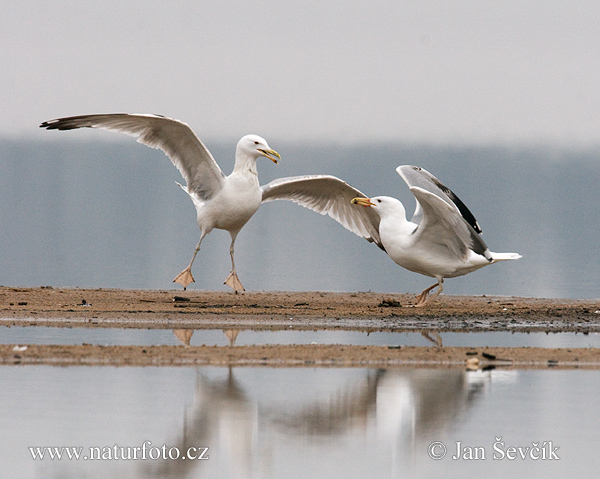 Gaviota del Caspio