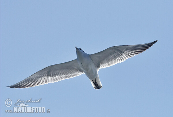 Gaviota enana