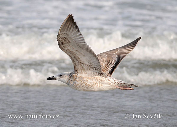 Gaviota patiamarilla