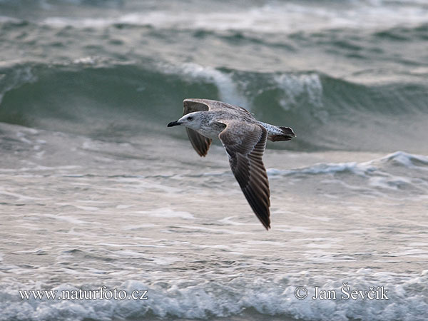 Gaviota patiamarilla