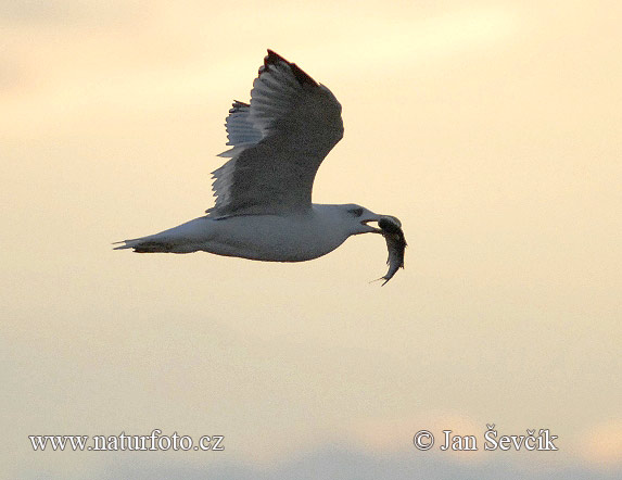 Gaviota patiamarilla