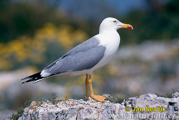 Gaviota patiamarilla