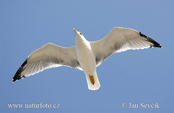 Gaviota patiamarilla