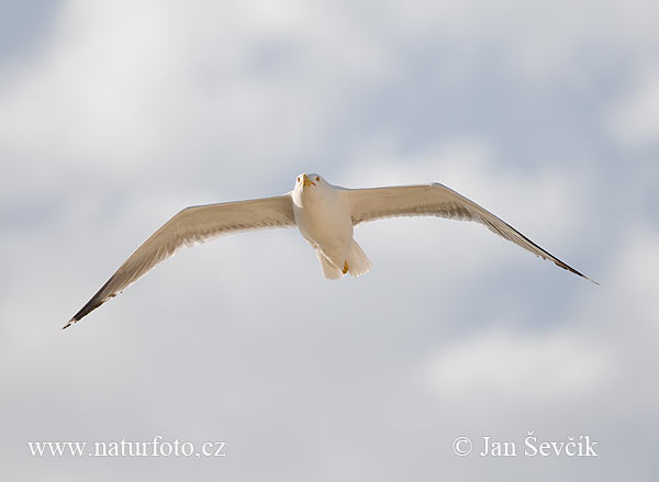 Gaviota patiamarilla